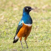 Superb Starling